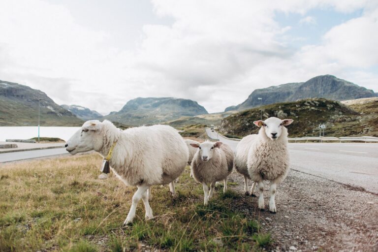 white sheep on green grass field